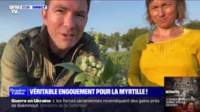 Véritable engouement pour la myrtille ! - 06/06