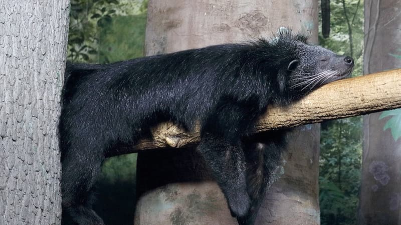 Un binturong (image d'illustration).