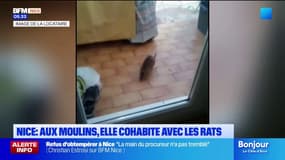 Nice: l'appel à l'aide d'une habitante des Moulins craignant d'être envahie par des rats