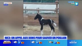 Nice: un appel aux dons pour sauver le poulain Éclair de Mai, après la mort de sa mère