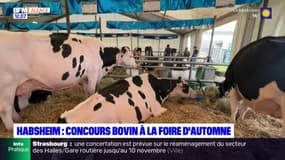 Haut-Rhin: un concours de bovins à la foire d'Automne d'Habsheim
