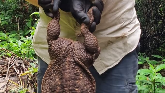 Le crapaud buffle de 2,7 kg capturé en Australie Le crapaud buffle de 2,7 kg capturé en Australie