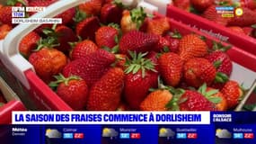 Alsace: la cueillette des fraises a démarré à Dorlisheim