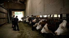 Un vétérinaire vaccine des vaches contre la dermatose dans une ferme d'Aviernoz, le 22 juillet 2025 en Savoie.