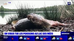 Alpes-de-Haute-Provence : plus de 200 kg de poissons retrouvés morts aux Mées