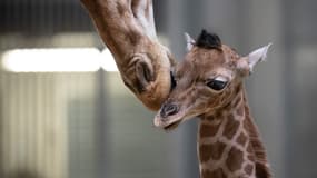 Un girafon du zoo de Vincennes