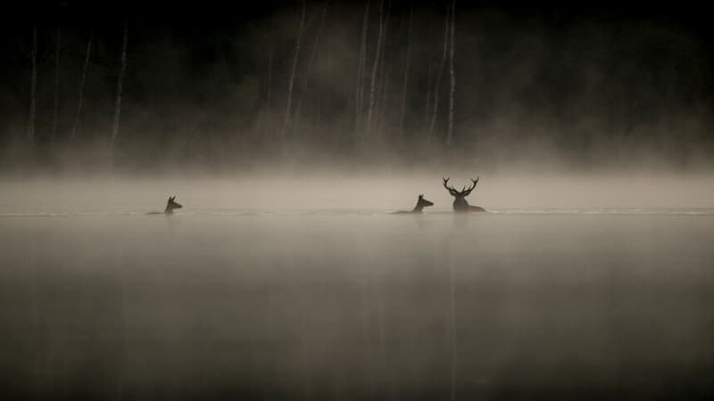 "Le chant des forêts", le film qui enchante les spectateurs, passe le cap du million d'entrées en salles