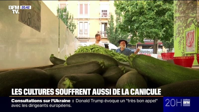 Canicule: comment la chaleur fait baisser les rendements agricoles
