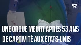 Après 53 ans de captivité, cette orque meurt juste avant d'être remise en liberté aux États-Unis