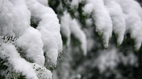 Pour les fêtes, les conseils pour choisir son sapin de Noël