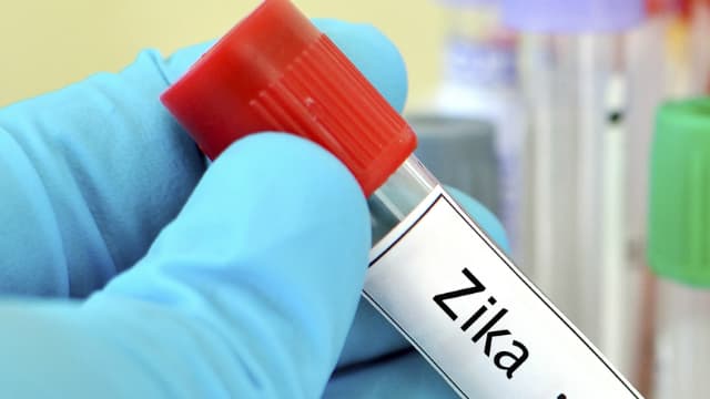 Le virus Zika se transmet principalement par la piqûre d’un moustique Aedes infecté.