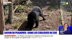 Peaugres: un week-end d'immersion dans les métiers du zoo