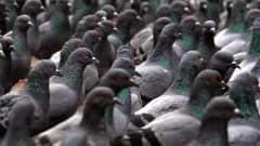 Les pigeons vont-ils obtenir gain de cause?