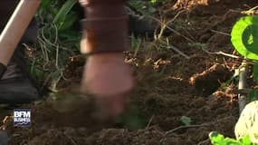 Benoit Hamon veut "protéger les estomacs des français"