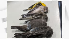 Le nombre réel d'oiseaux touchés ne sera pas connu avant quelques jours, les habitants de Chicago continuant à ramasser des cadavres dans le centre-ville. 