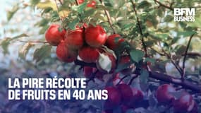  La pire récolte de fruits en 40 ans 
