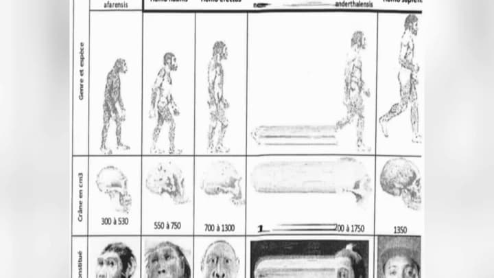 Le document sur l'évolution utilisée par la professeure de SVT.