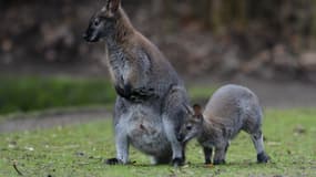 Des wallabys de Bennett, dans un zoo en Allemagne