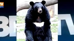 L'ourse Viviane, échappée depuis deux semaines de la réserve animalière de Sigean (Aude), a été retrouvée "en pleine forme".