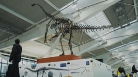 Pour attirer l'attention des collectionneurs et du public, ce squelette, surnommé Skinny, est présenté dans l'un des terminaux de l'aéroport de Londres Heathrow jusqu'au 3 juin.
	
