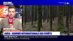 L'instant Radio Scoop: la journée internationale des forêts