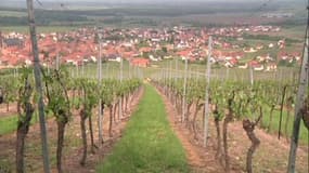 Alsace: la grêle ruine le vignoble, 350.000 bouteilles perdues