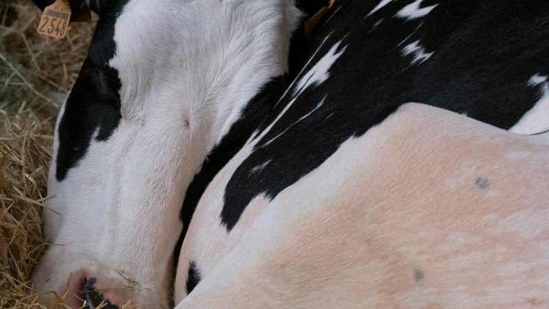 Une prim'holstein, au Salon de l'agriculture. (photo d'illustration)