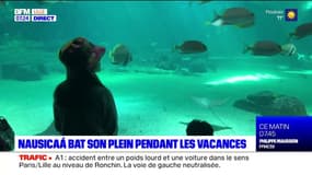 Boulogne-sur-Mer: Nausicaá bat son plein pendant les vacances