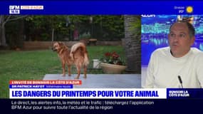 Un vétérinaire niçois fait le point sur les dangers du printemps pour vos animaux