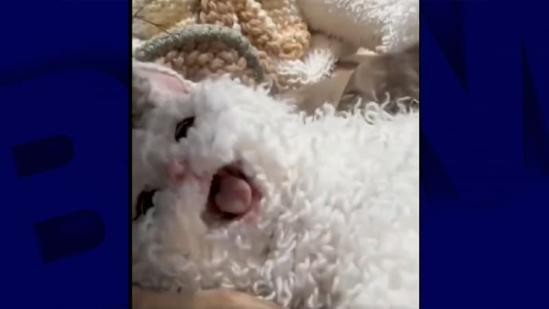Ce chaton n'existe pas
