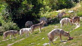 Une meute de loups dans le parc à loups du Gevaudan (Photo d'illustration)