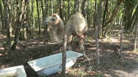 Dagobert est un chameau blanc hébergé à La ferme des oliviers dans le Loir-et-Cher.