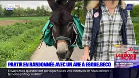 Les Ch'tites Sorties du samedi 18 mai 2024 - Partir en randonnée avec un âne à Esquelbecq