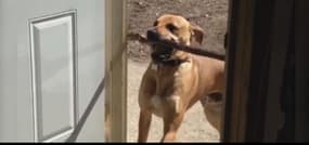 Ce chien ne parvient pas à faire passer son bâton par la porte 