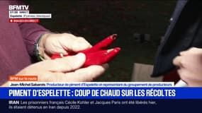 La récolte du piment d'Espelette perturbée par un climat trop chaud 
