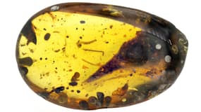 Un minuscule dinosaure de 99 millions d'années retrouvé dans l'ambre