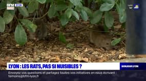 Lyon: des associations prennent la défense des rats