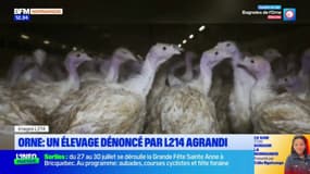 Orne: un élevage de poulets, dénoncé par l'association L214, s'agrandit