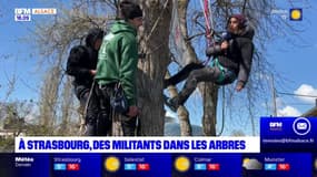 Strasbourg: des militants dans les arbres s'opposent au chantier de l'A69