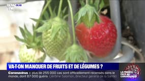 La récolte de fruits et légumes de printemps menacée, faute de main d'oeuvre