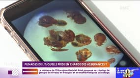 Punaise de lit: quelle prise en charge des assurances ?
