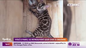Volé à Paris, ils retrouvent leur chat à Orléans 