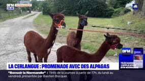 Alpagas et belle tablée pour la première de Balades normandes