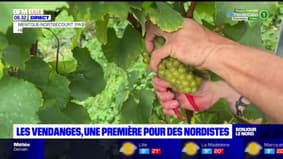 Pas-de-Calais: premières vendanges à Mentque-Nortbécourt