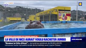 Cirque Zavatta à Nice: la municipalité était "prête" à racheter Jumbo l'hippopotame 50.000 euros