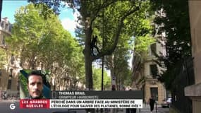 "Abattre un platane de 120 ans, c'est tuer un homme de 20 ans !": perché dans un arbre face au ministère de l'Ecologie depuis plusieurs jours, Thomas Brail veut sauver des platanes