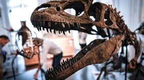 Squelette de dinosaure à la maison de vente aux enchères Artcurial à Paris, le 13 novembre 2018 