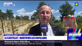 Le Castellet: identifier les papillons dans leur milieu, une animation qui ravit tout le monde