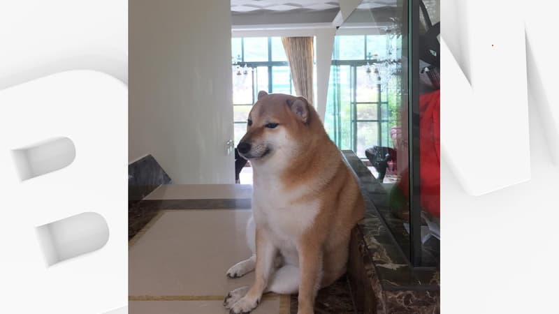 Le Shiba Inu Balltze, connu sous le nom Cheems, est mort le 18 août 2023.