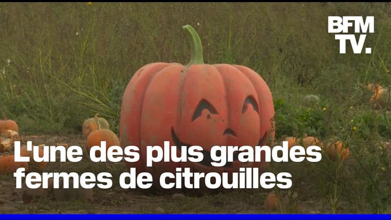 L'une des plus grandes fermes de citrouilles du Royaume-Uni